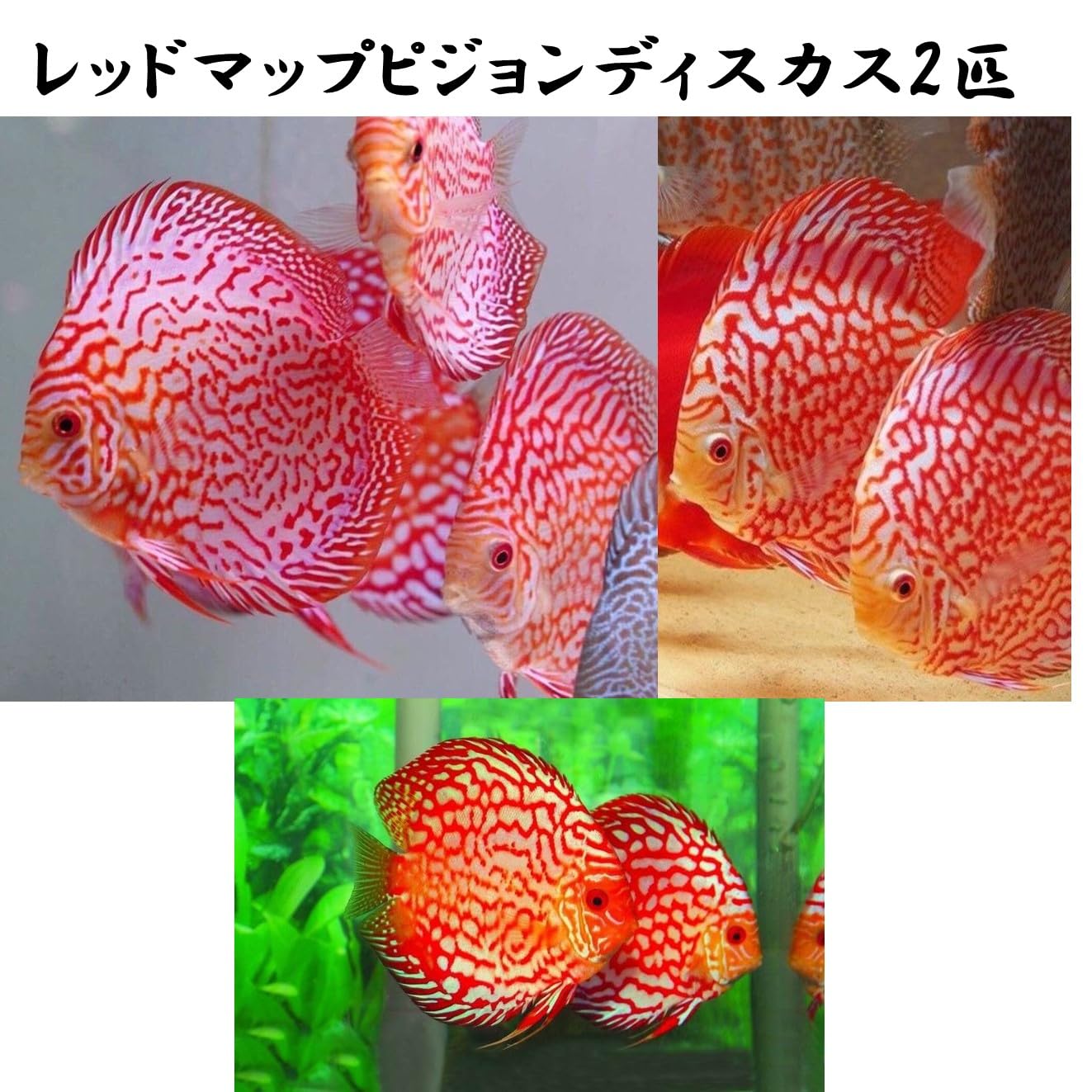 Bleher's Discus １・2巻セット　ディスカス Bleher's Discus 1・2巻セット ディスカス Bleher's Discus 1・2巻